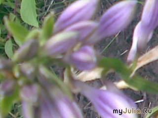 ...Hosta...