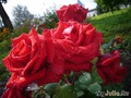 Rote Rose