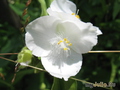   &#039;&#039; Tradescantia virginiana &#039;Alba&#039;