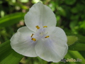   &#039;&#039; Tradescantia virginiana &#039;Osprey&#039;