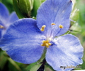   &#039; &#039; Tradescantia virginiana &#039;Angel Eyes&#039;