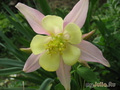    &#039;&#039; Aquilegia hybrida Mckana  &#039;Delikatissima&#039;