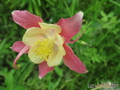    &#039; &#039; Aquilegia hybrida Mckana &#039;Crimson Star&#039;