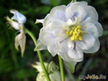   &#039;&#039; Aquilegia vulgaris &#039;Blue&#039;