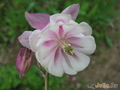   &#039;&#039; Aquilegia vulgaris &#039;Rozovaya&#039;