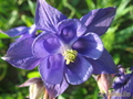   &#039;&#039; Aquilegia vulgaris  &#039;Sinyaya&#039;