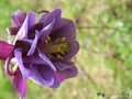   &#039;  &#039; Aquilegia vulgaris &#039;Flore Pleno Black&#039;