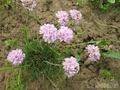    Armeria caespitosa, juniperifolia