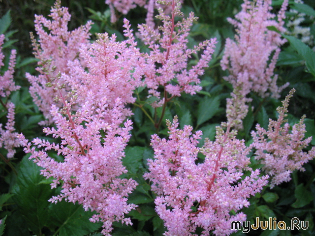 ,   &#039;&#039; Astilbe Arendsii Hybrida &#039;Ametist&#039;