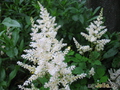 ,   &#039; &#039; Astilbe Arendsii Hybrida &#039;White Gloria&#039;