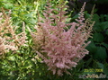 ,   &#039;&#039; Astilbe Arendsii Hybrida &#039;Hyacinth&#039;