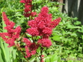 ,   &#039;&#039; Astilbe Arendsii Hybrida &#039;Fanal&#039;