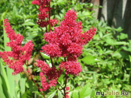 ,   &#039;&#039; Astilbe Arendsii Hybrida &#039;Fanal&#039;