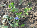   Vinca major