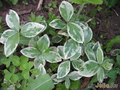   &#039;&#039; Vinca major &#039;Variegata&#039;