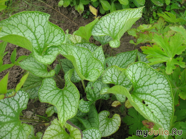   &#039; &#039; Brunnera macrophylla &#039;Jack Frost&#039;