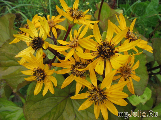   &#039;&#039; Ligularia dentata &#039;Desdemona&#039;