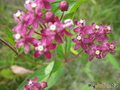  -,  &#039; &#039; Asclepias incarnata &#039;Soul Mate&#039;