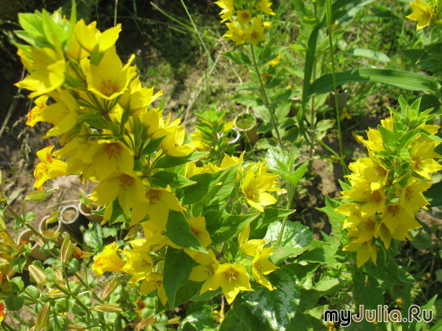   Lysimachia punctata