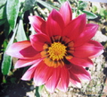   &#039; &#039; Gazania hybrida &#039;Sun Loving&#039;