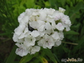  ,  &#039; &#039; Dianthus barbatus &#039;Wcisc Riesen&#039;