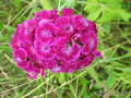  ,  &#039;&#039; Dianthus barbatus &#039;Diadem&#039;