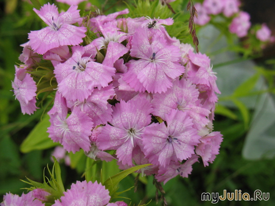  ,  &#039;&#039; Dianthus barbatus &#039;Kupfcnot&#039;