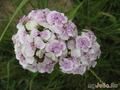  ,  &#039;&#039; Dianthus barbatus