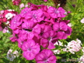  ,  &#039; &#039; Dianthus barbatus &#039;Scarlet Beauty&#039;