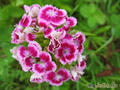  ,  &#039;&#039; Dianthus barbatus &#039;Heimatland&#039;