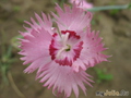   &#039;&#039; Dianthus plumarius &#039;Sweetness&#039;