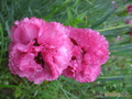   &#039; &#039; Dianthus plumarius &#039;Spring Beauty&#039;