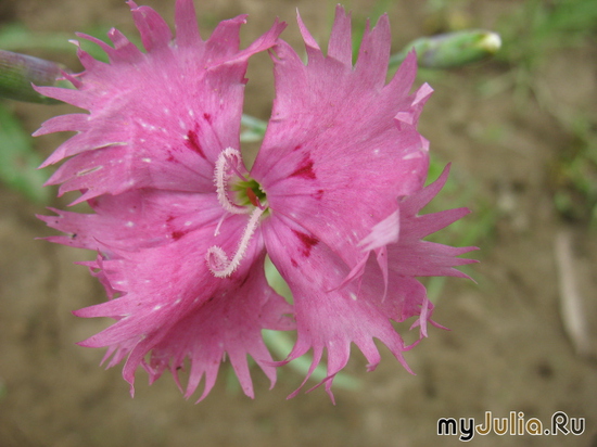   &#039;&#039; Dianthus plumarius &#039;Cyclops&#039;