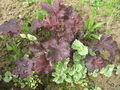   &#039;&#039; Heuchera americana &#039;Cappuccino&#039;