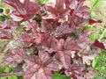   &#039; &#039; Heuchera hybrida &#039;Velvet Night&#039;