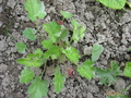  - &#039;&#039; Heuchera sanguinea &#039;Splendens&#039;