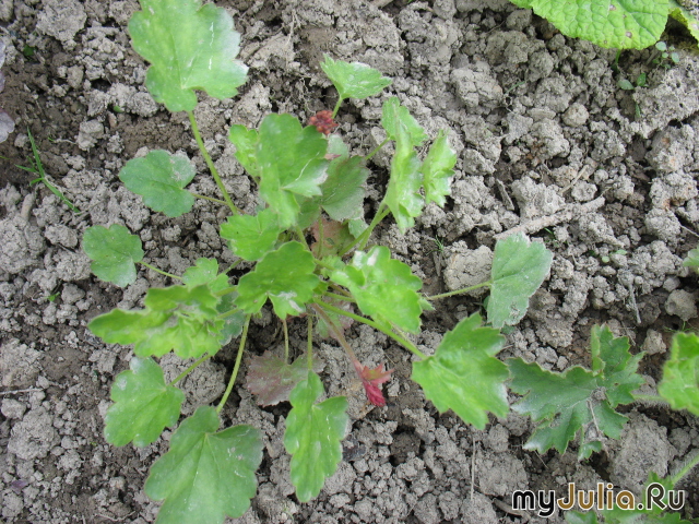  - &#039;&#039; Heuchera sanguinea &#039;Splendens&#039;