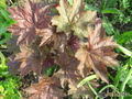   &#039; &#039; Heuchera micrantha &#039;Palace Purple Select&#039;