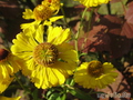   &#039;&#039; Helenium autumnale &#039;Septemberzonne&#039;