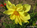   &#039;&#039; Dahlia variabilis dwarf