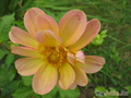   &#039;&#039; Dahlia variabilis dwarf