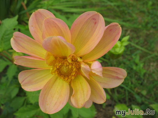   &#039;&#039; Dahlia variabilis dwarf