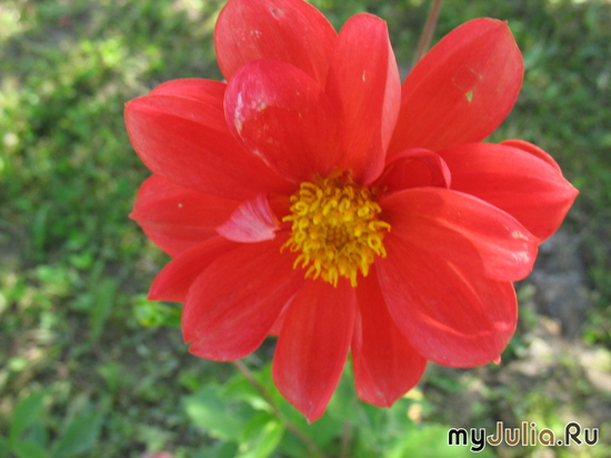   &#039;&#039; Dahlia variabilis dwarf