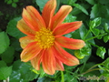   &#039;&#039; Dahlia variabilis dwarf