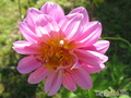   &#039;&#039; Dahlia variabilis dwarf