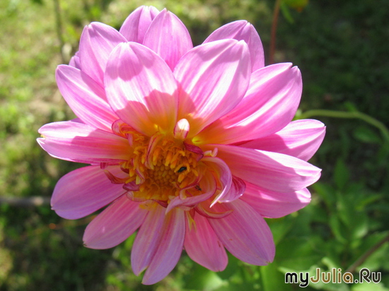   &#039;&#039; Dahlia variabilis dwarf