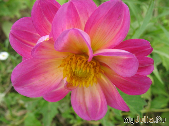   &#039;&#039; Dahlia variabilis dwarf