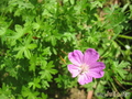  - &#039;&#039; Geranium sanguineum &#039;Compacta&#039;