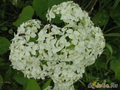   &#039;&#039; Hydrangea macrophylla &#039;Yunik&#039;