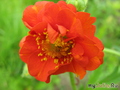   &#039;  &#039; Geum chiloense, quellyon &#039;Mrs J. Bradshow&#039;